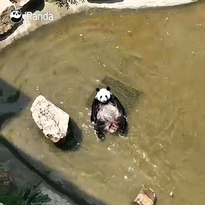 C’est vraiment difficile d’apprendre le backstroke! Ce panda essaye depuis deux mois mais il n’y a pas de progrès du tout.