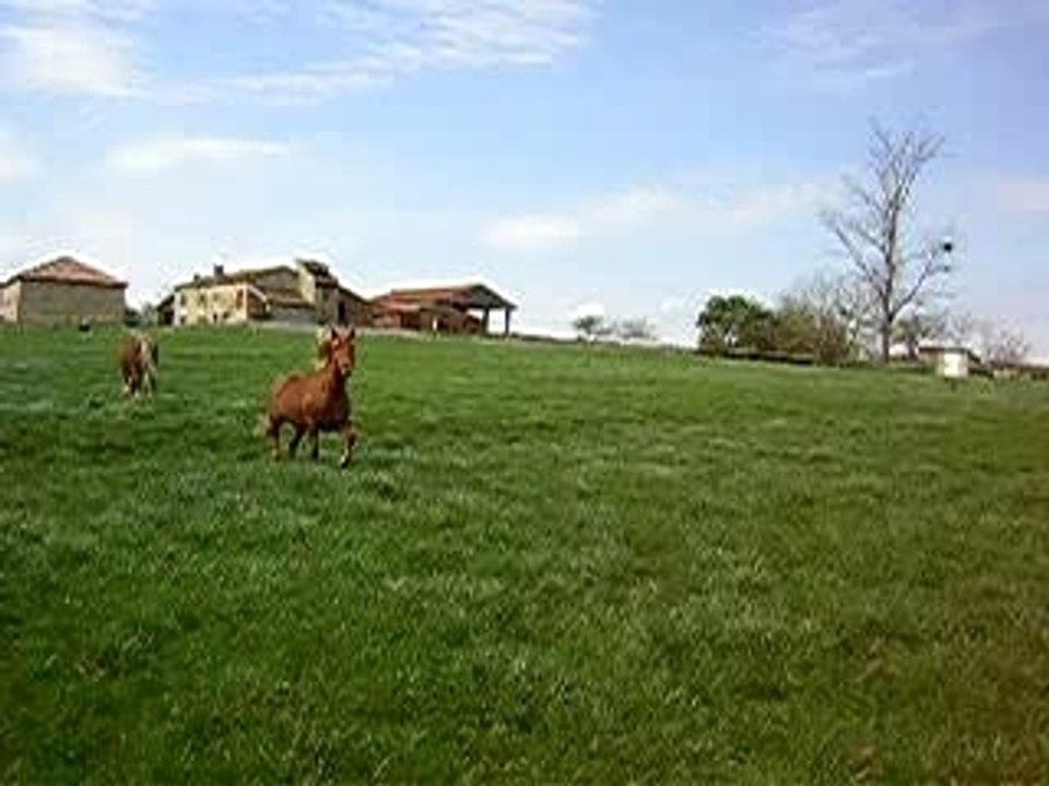 mes loulous au pré