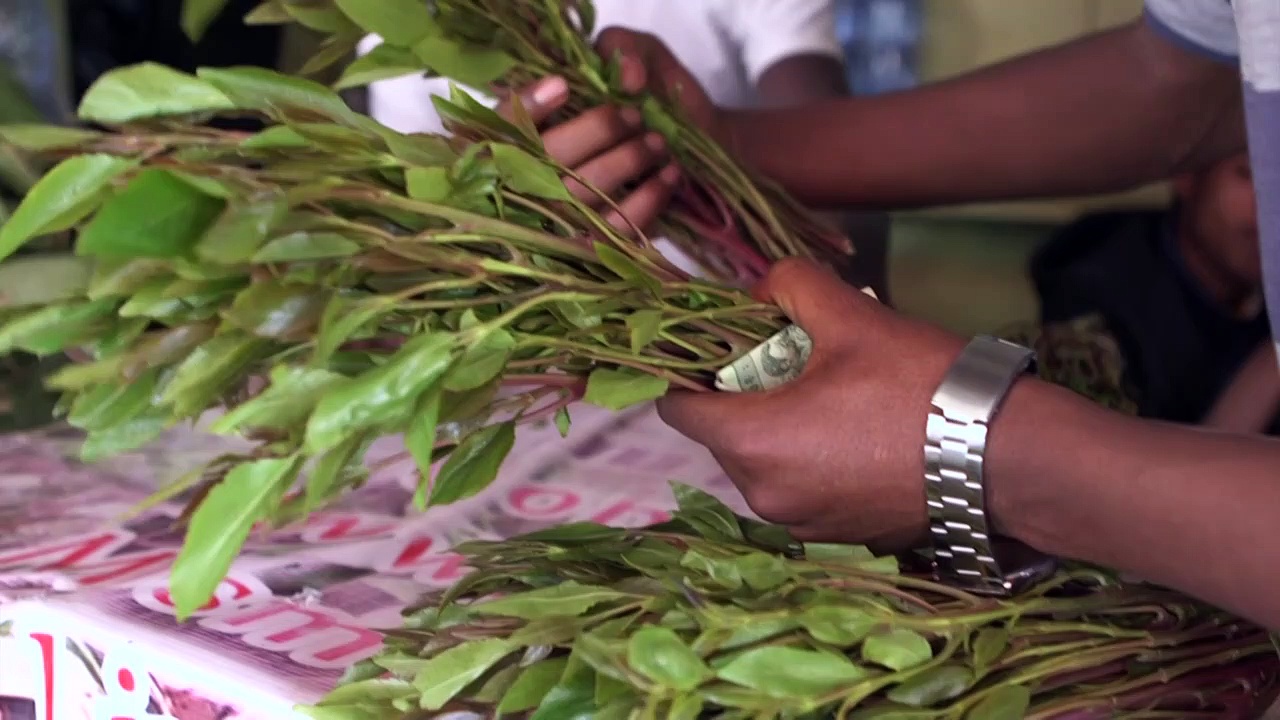 In Ethiopia, a rehab centre takes on khat addiction