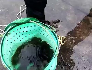 CARA MEMBERSIHKAN CUMI CUMI