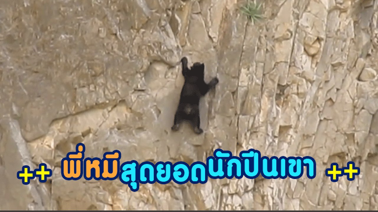 สุดลุ้น !! นาที หมีน้อยปีนผาชัน ร่วงไม่ร่วง มนุษย์เชียร์กันเหนื่อย...