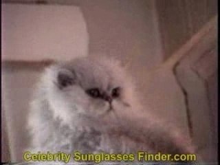 Chanel Trick Celebrity-Sunglasses-Finder.com