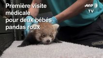 Deux bébés pandas roux examinés dans un zoo britannique