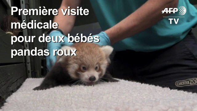 Deux bébés pandas roux examinés dans un zoo britannique