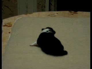 Mâle tricolore n°2 le 27 janvier 2008 à 2 semaines