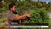 Jardin partagé : des légumes pour tous