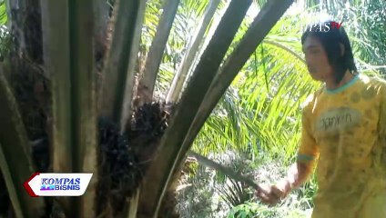 Dua Sisi Mata Pisau Industri Sawit, Antara Tulang Punggung Ekspor dan Berbagai Masalah Hukum