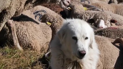 Faune - Le berger et ses chiens