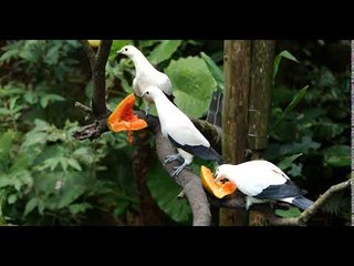 Panasonic LUMIX GH5S C4K 8bit 24p 實拍影片