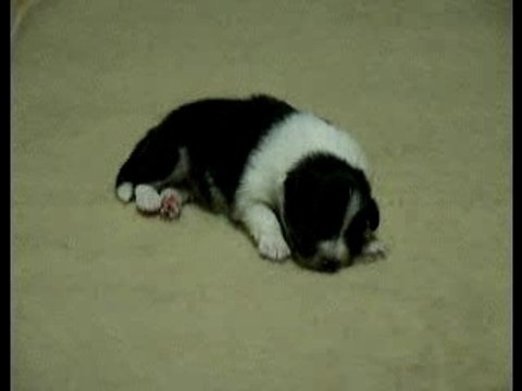 Mâle tricolore n°4 le 27 janvier 2008 à 2 semaines