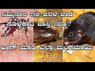 ಮನೆಯಿಂದ ಇಲಿ, ಜಿರಳೆ, ಜೇಡ ಹಾಗು ಸೊಳ್ಳೆಗಳನ್ನ ಹೋಗಲಾಡಿಸಲು ಸರ ಮನೆಮದ್ದುಗಳು | BoldSky Kannada