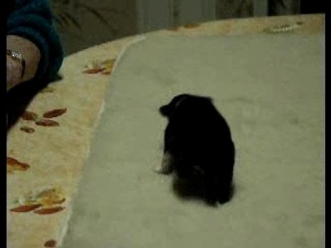 Mâle tricolore n°5 le 27 janvier 2008 à 2 semaines