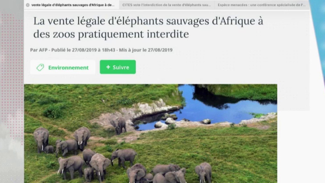 Les éléphant sauvages ne seront plus vendus dans les zoos