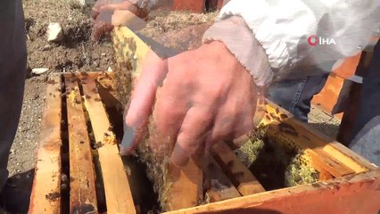 Ağrı’da bal hasadı başladı