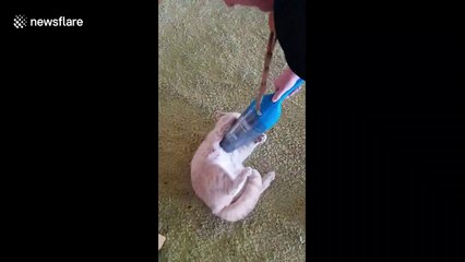 Cat gets its own vacuum cleaner as it's 'easier to vacuum the kitty than the entire house'