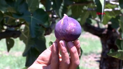 Bursa köyün nüfusu, incir hasadında 3 katına çıkıyor