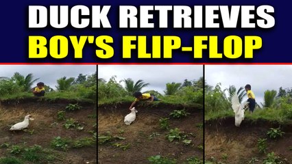 Determined duck retrieves boy's flip-flop, video viral