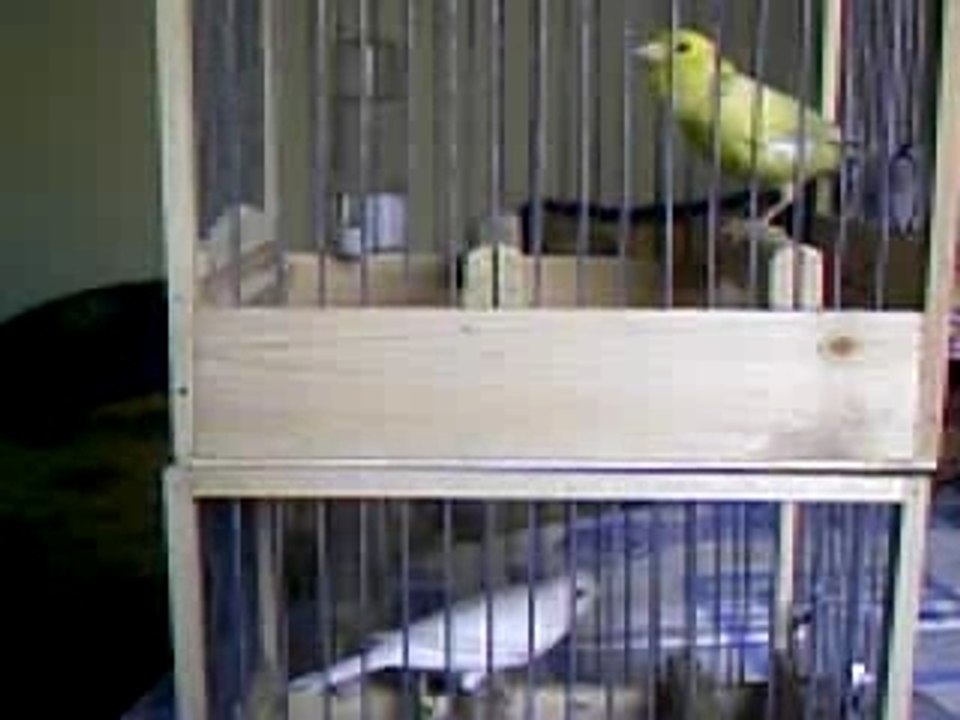 Reproducteurs 2008 012