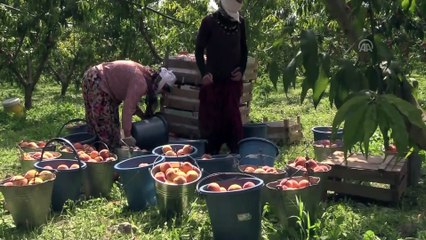 'Marmara'nın Antalya'sı' şeftalide iddialı - BİLECİK