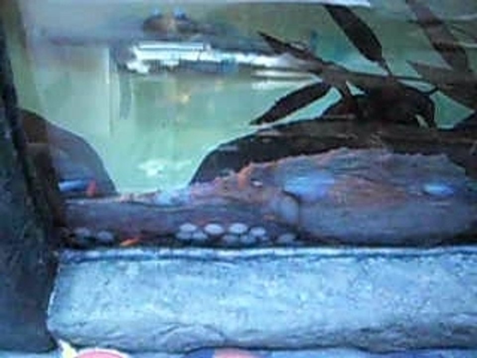 aquarium 3