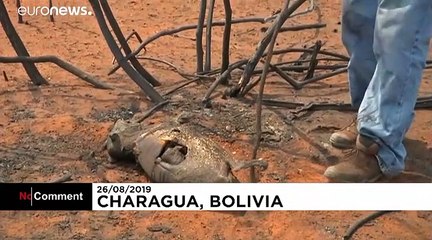 Pusztul az állatvilág az erdőtüzek miatt