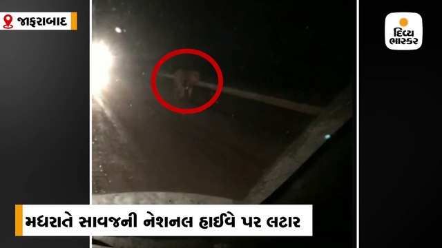 ભાવનગર-સોમનાથ હાઈવે પર સાવજની લટાર, વાહનચાલકોએ સિંહને કેમેરામાં કેદ કર્યો