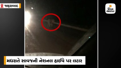 ભાવનગર-સોમનાથ હાઈવે પર સાવજની લટાર, વાહનચાલકોએ સિંહને કેમેરામાં કેદ કર્યો