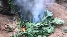 Casola (NA) - Sequestrate oltre 1500 piante di marijuana sui Monti Lattari (28.08.19)