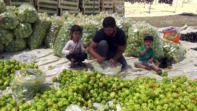 Kuruttukları dolmalıkları yurdun dört bir yanına satıyorlar - BATMAN
