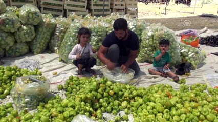 Kuruttukları dolmalıkları yurdun dört bir yanına satıyorlar - BATMAN