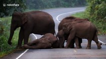 Elephant family tries to wake up dozing jumbo enjoying a nap on Thai road