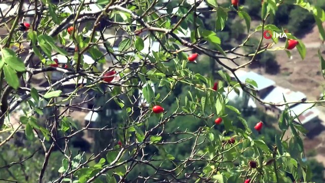 Vali Memiş, tulum eşliğinde köylülerle horon oynadı