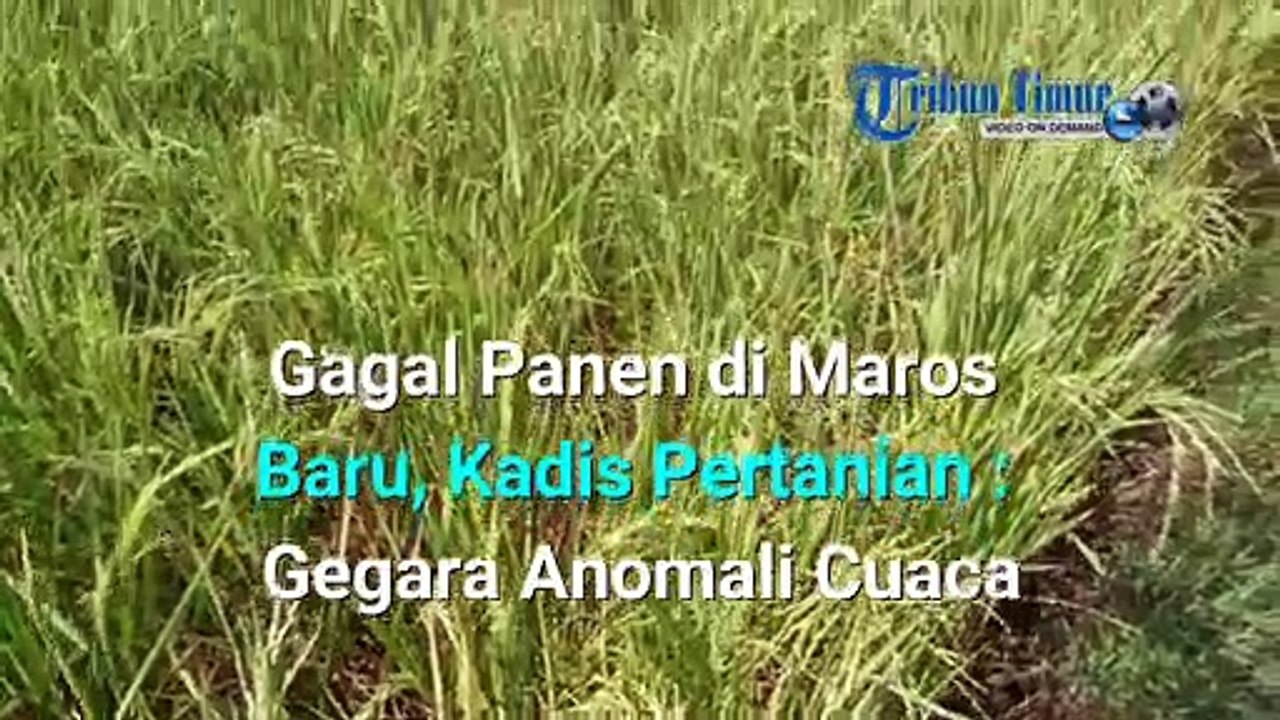 Padi Gagal Panen di Maros Baru, Kadis Pertanian, Gegara Anomali Cuaca