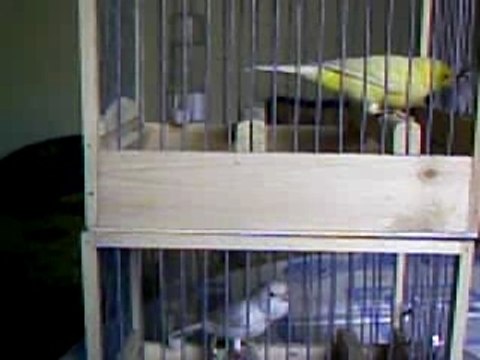 Reproducteurs 2008 013