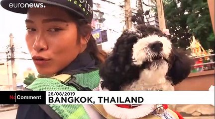 Son chien sur le dos, elle nettoie les rues de Bangkok