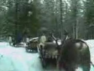 Ballade en traîneau-renne