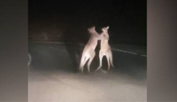 Kangaroos fighting in Australia Rocky Balboa Style !