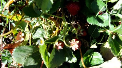 Sason’da hibe çilek desteği tersine göçü başlattı