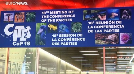 Τέλος στο εμπόριο αρφικανικών ελεφάντων - Διαφωνούν Ζιμπάμπουε και ΗΠΑ