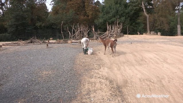 Animals fed frozen food as temperatures spike
