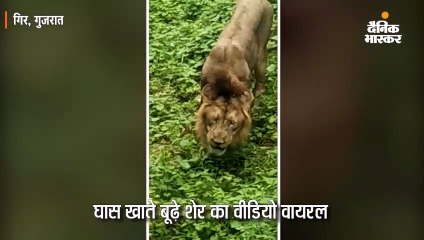 कहावत को झूठा साबित कर दिया जंगल के राजा ने
