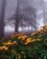 Cette forêt, en Iran, est trop magique pour être réelle