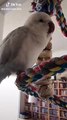 Cet adorable perroquet chante avec son maître
