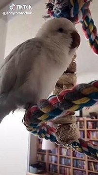 Cet adorable perroquet chante avec son maître