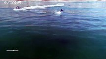 شاهد: قرش أبيض يسبح بالقرب من راكبي أمواج في كاليفورنيا