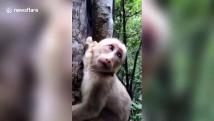 Baby monkey in China rescued after getting its arm trapped in a tree
