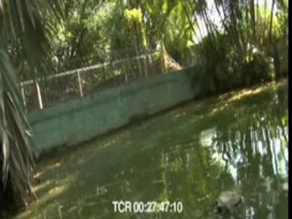 crocodile attacks film crew - BITES camera - AND crew!