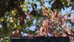Alsace : de nouvelles espèces d'arbres pour supporter la sécheresse ?