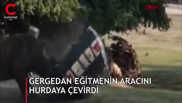 Gergedan, eğitmenin otomobilini hurdaya çevirdi