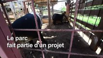 Honduras : un zoo de narcotrafiquants converti en refuge de tapirs